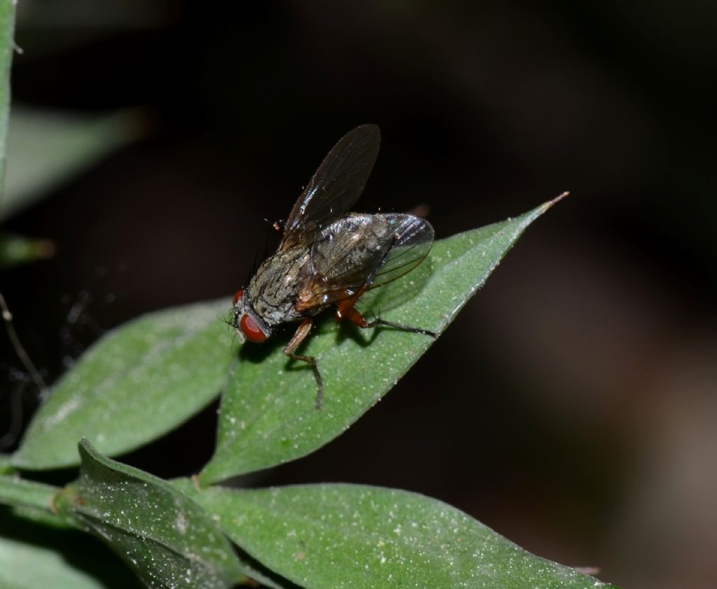 Helina sp. femmina (Muscidae)